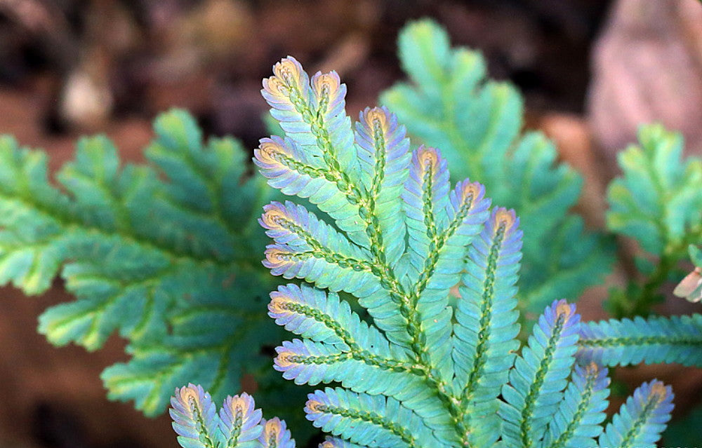 Peacock fern (Selaginella willdenowii)