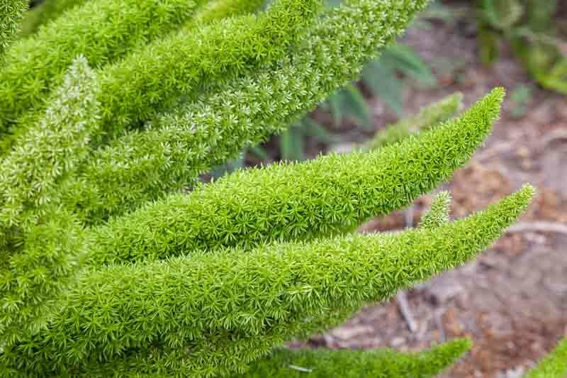 Foxtail Fern Seeds Asparagus densiflorus'Myers'