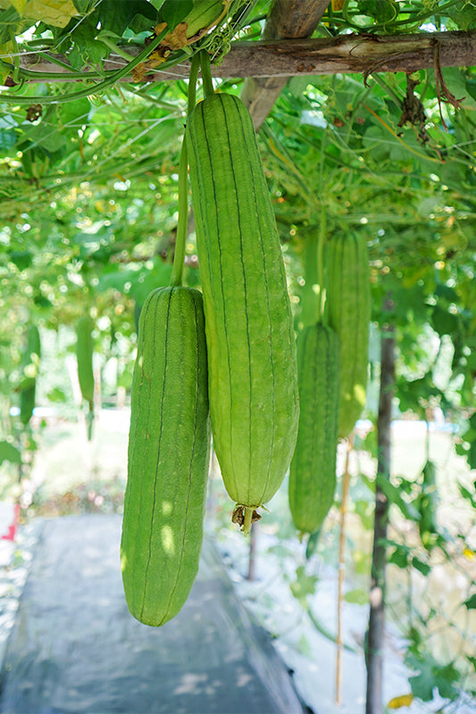 Luffa ( loofah)