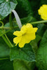 Luffa ( loofah)