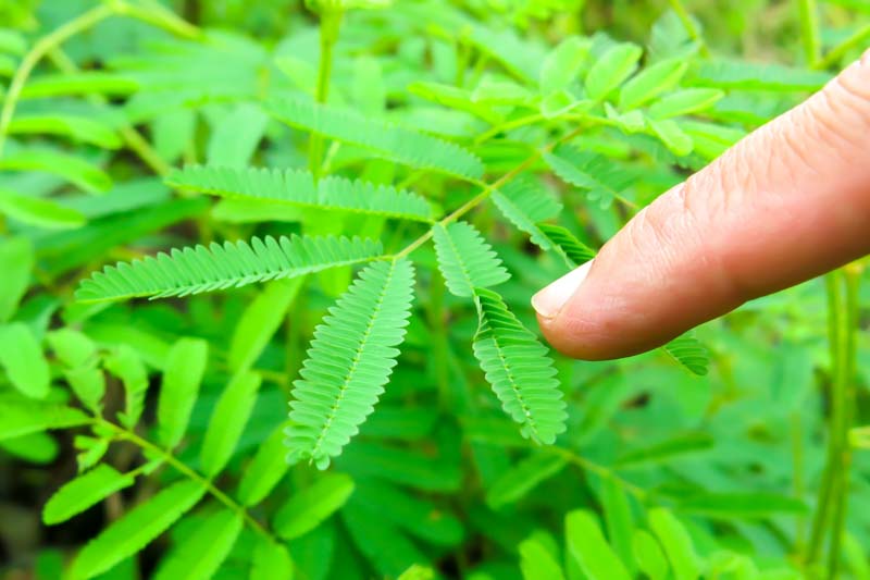 Mimosa Pudica "Touch me not Plants"