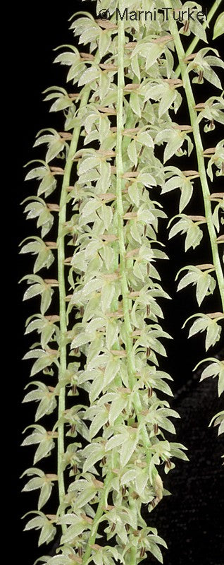 Coelogyne ( dendrochilum) simile