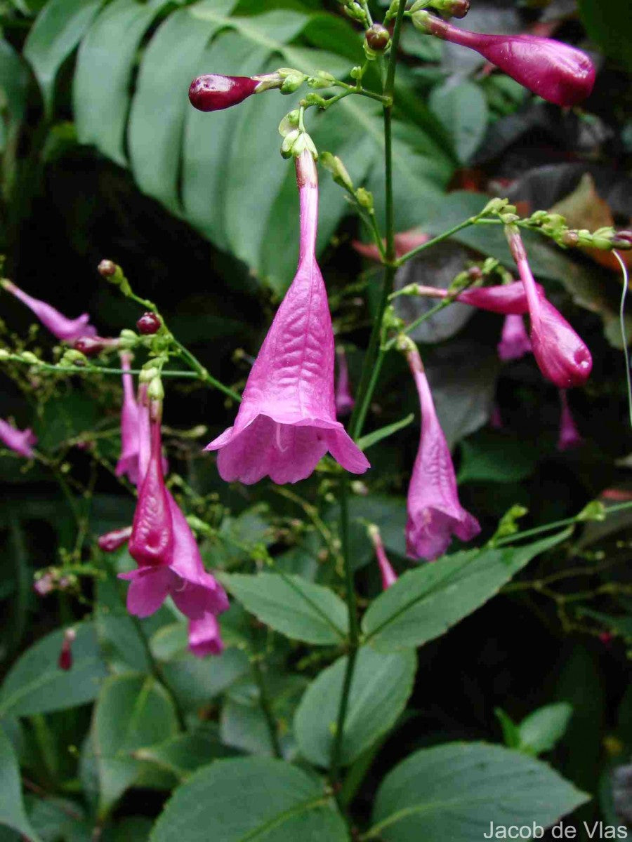 Strobilanthes hamiltoniana Tinkerbells