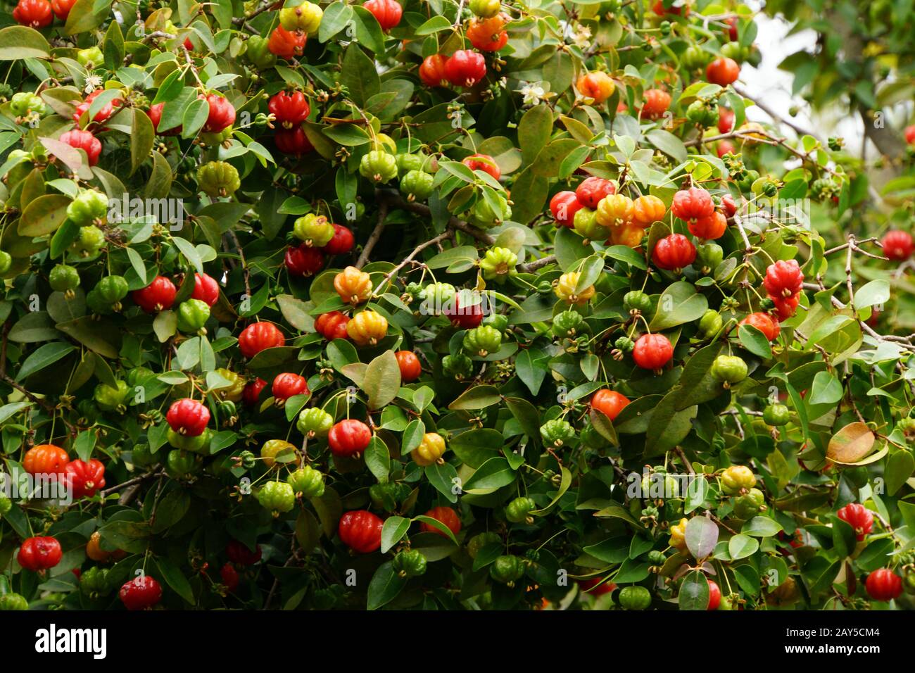 Surinam Cherry (Eugenia uniflora)