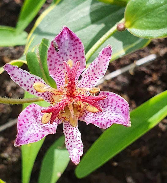 Tricyrtis formosana ‘Autumn Glow’ – Toad Lily