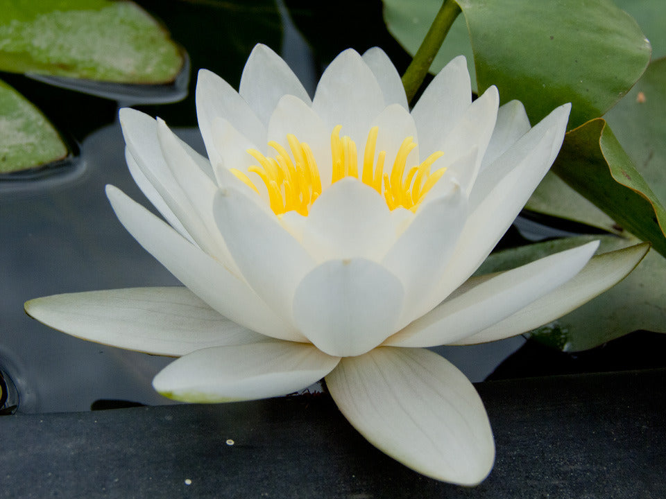 Water Lily White Sultan