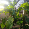 Anthurium huegelii Seedling