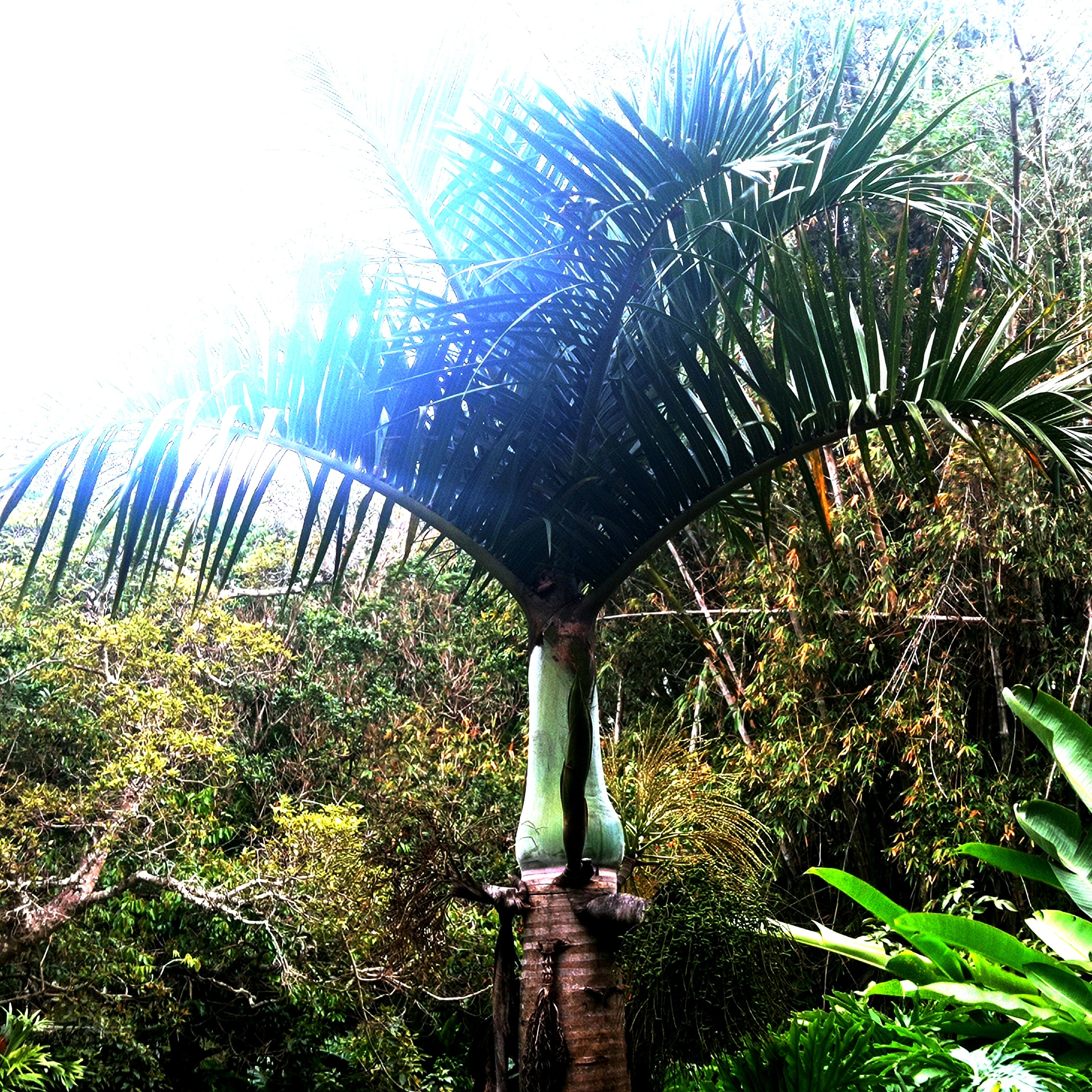 Spindle Palm Seedlings