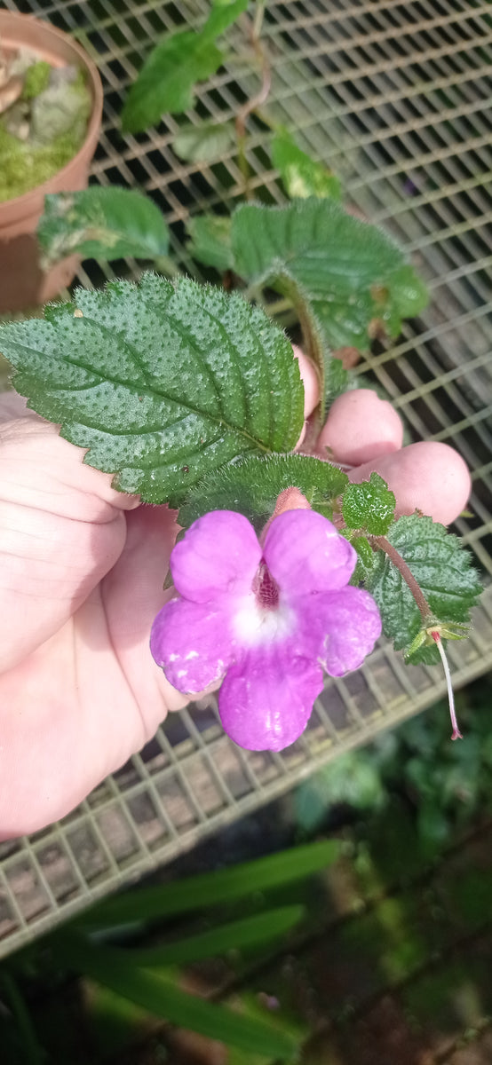 Achimenes longiflora (Cupids Bow) – ExoticFlora