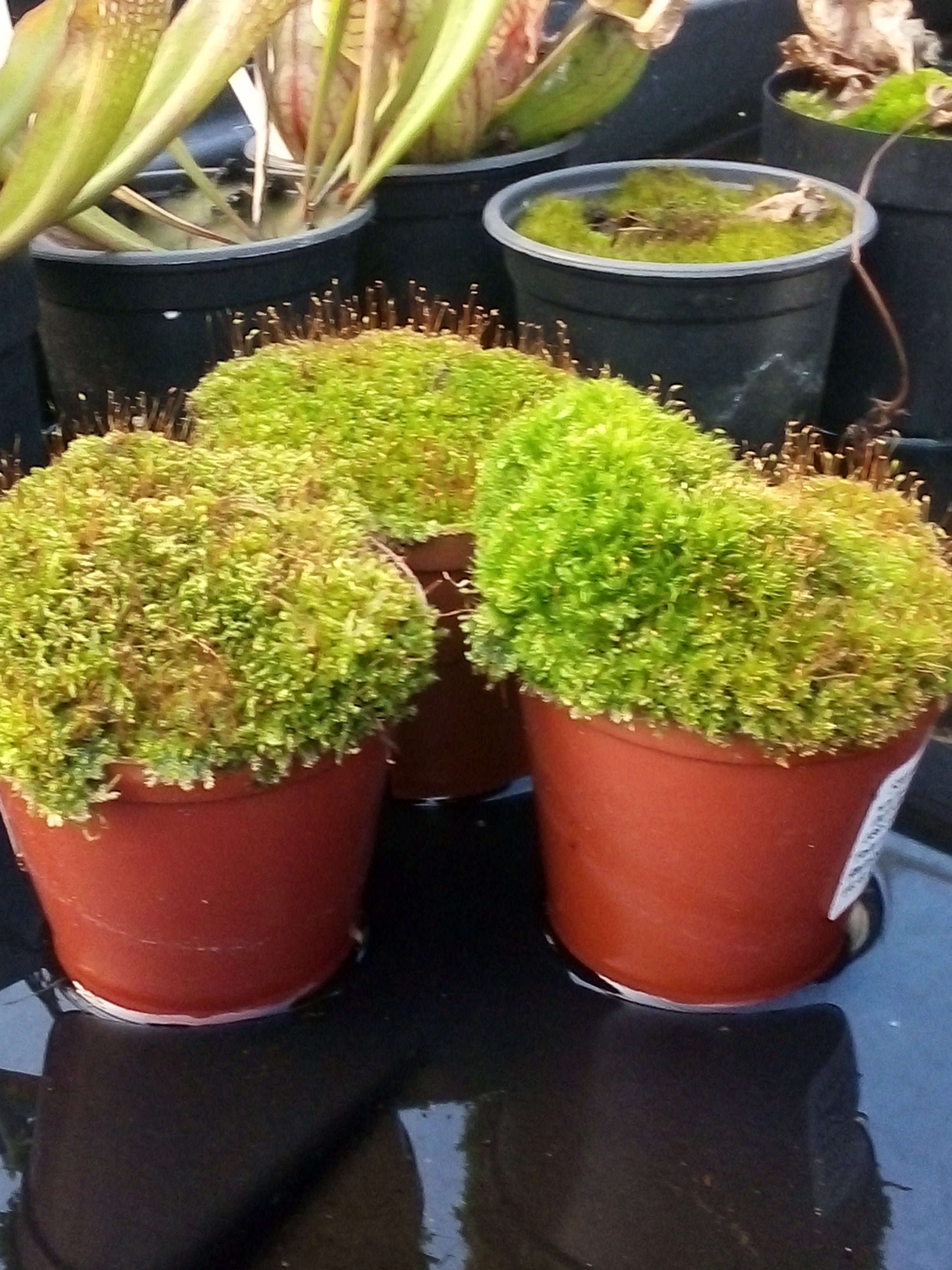Moss pots for terariums