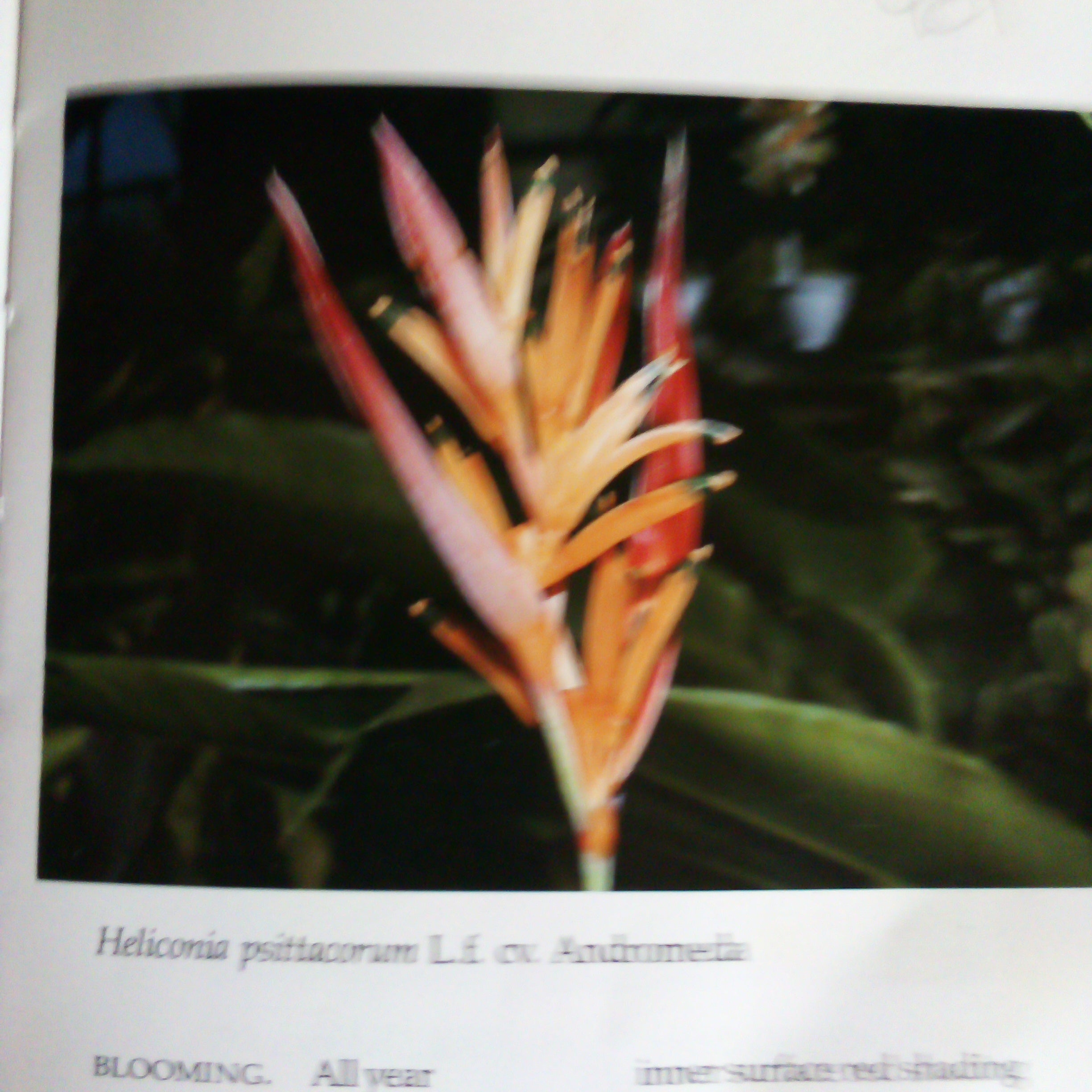 Heliconia psittacorum cv Andromeda