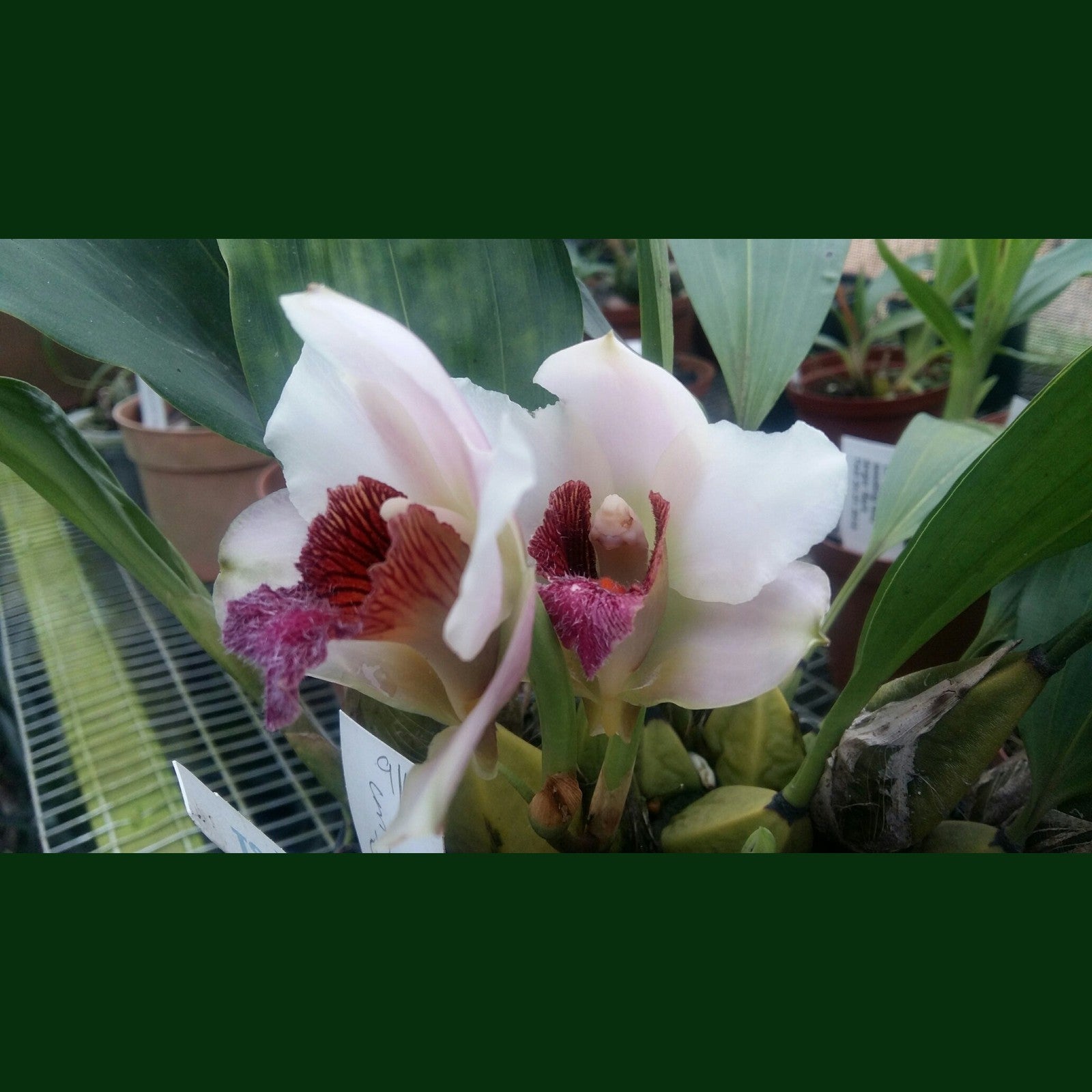 Orchid Bifrenaria harrisoniae