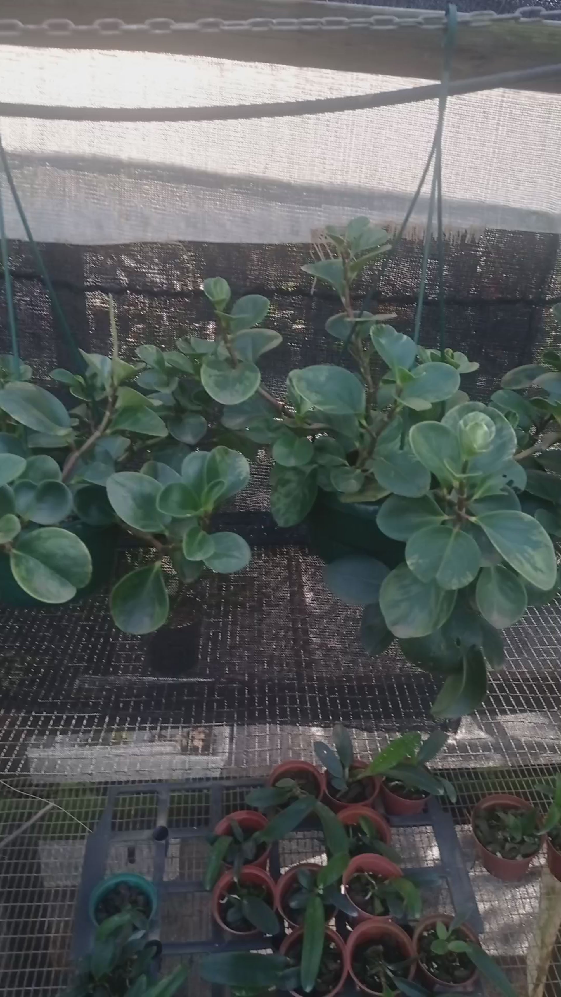 Peperomia Baskets large