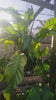 Load and play video in Gallery viewer, Anthurium huegelii Seedling
