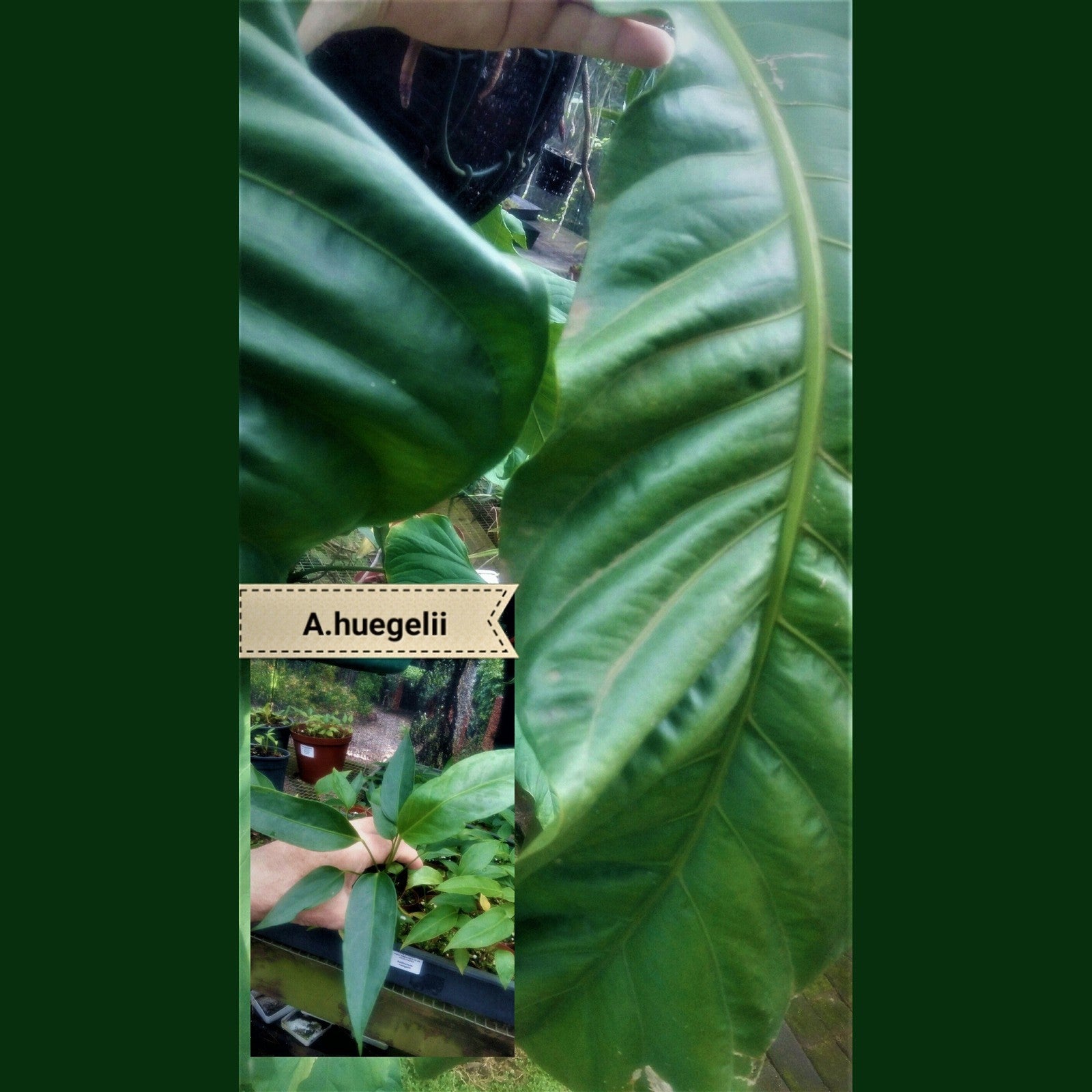 anthurium huegelii Anthurium huegelii nice plants – Exotic Flora