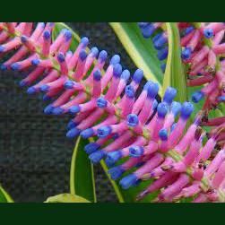 Aechmea gasmosepala Lucky stripe Matchsticks (Blue & pink flowers ) variegated leaves
