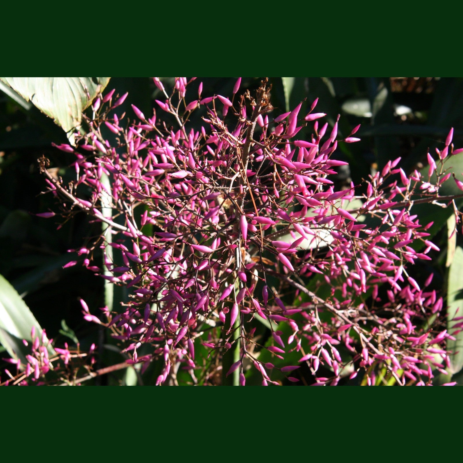 Bromeliad Aechemea spectabillis