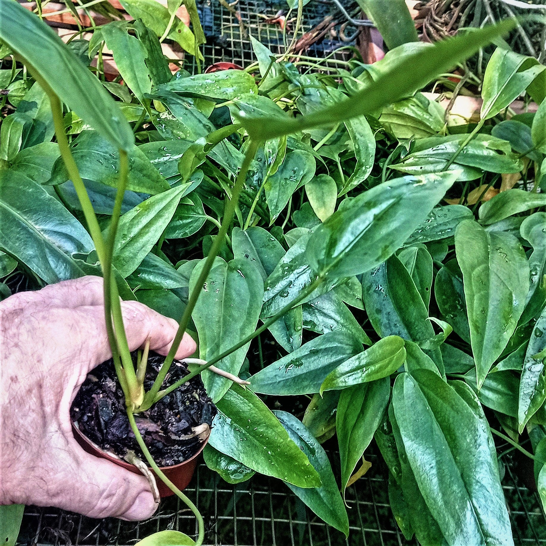 Anthurium hookeri Seedling