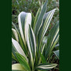 Aspidistra sichuanensis 'Rawhide' Varigated cast iron plant