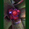 Bromeliad canistropsis burchellii