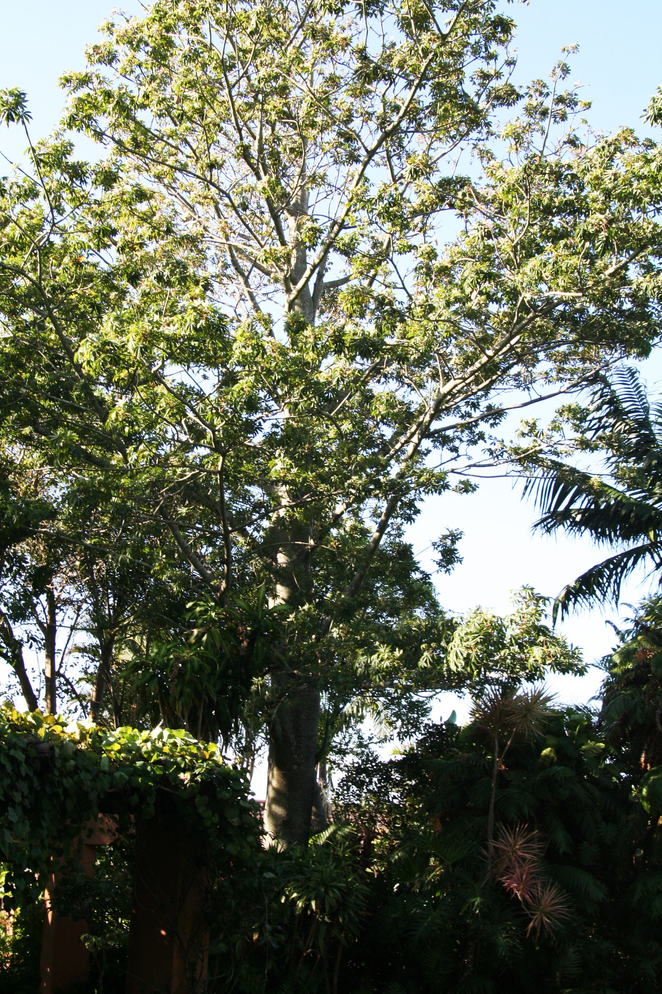 Thornless Kapok Tree ( Ceiba pentandra)