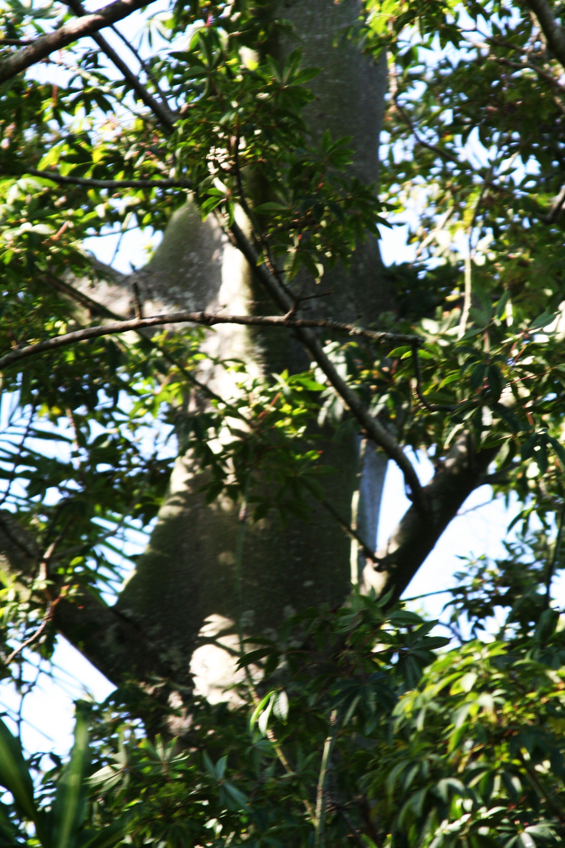 Thornless Kapok Tree ( Ceiba pentandra)