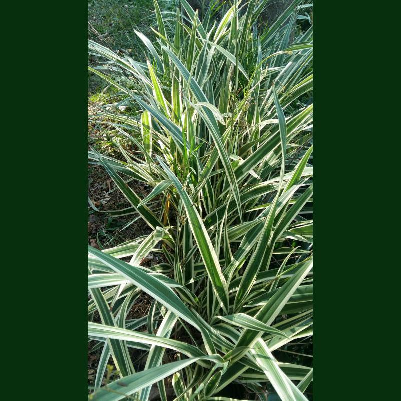 Dianella ensifolia variegata x5