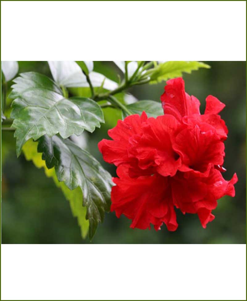 Hibiscus Double Red