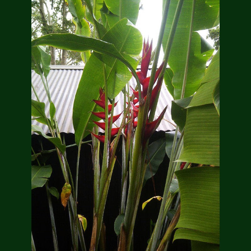Heliconia Lobster claw (Crab Claw)