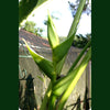 Seed Heliconia Emerald Forest