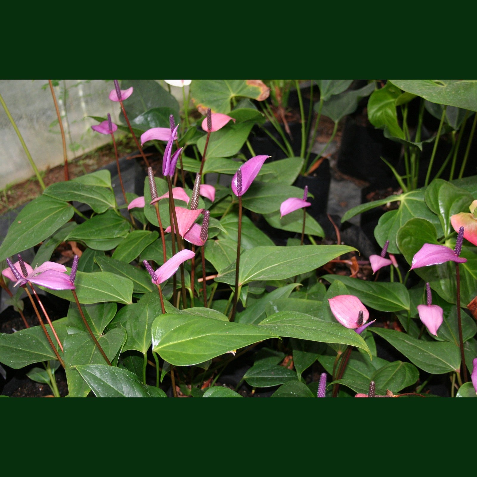 anthurium lila Anthurium Lilac – Exotic Flora