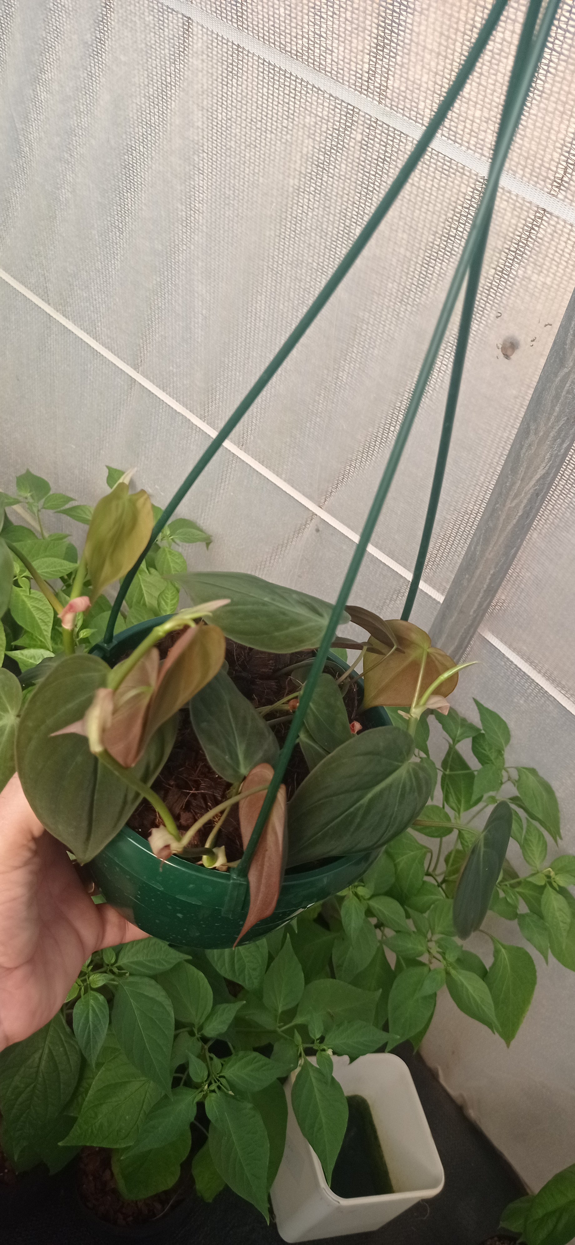 Philodendron scandens micans hanging baskets