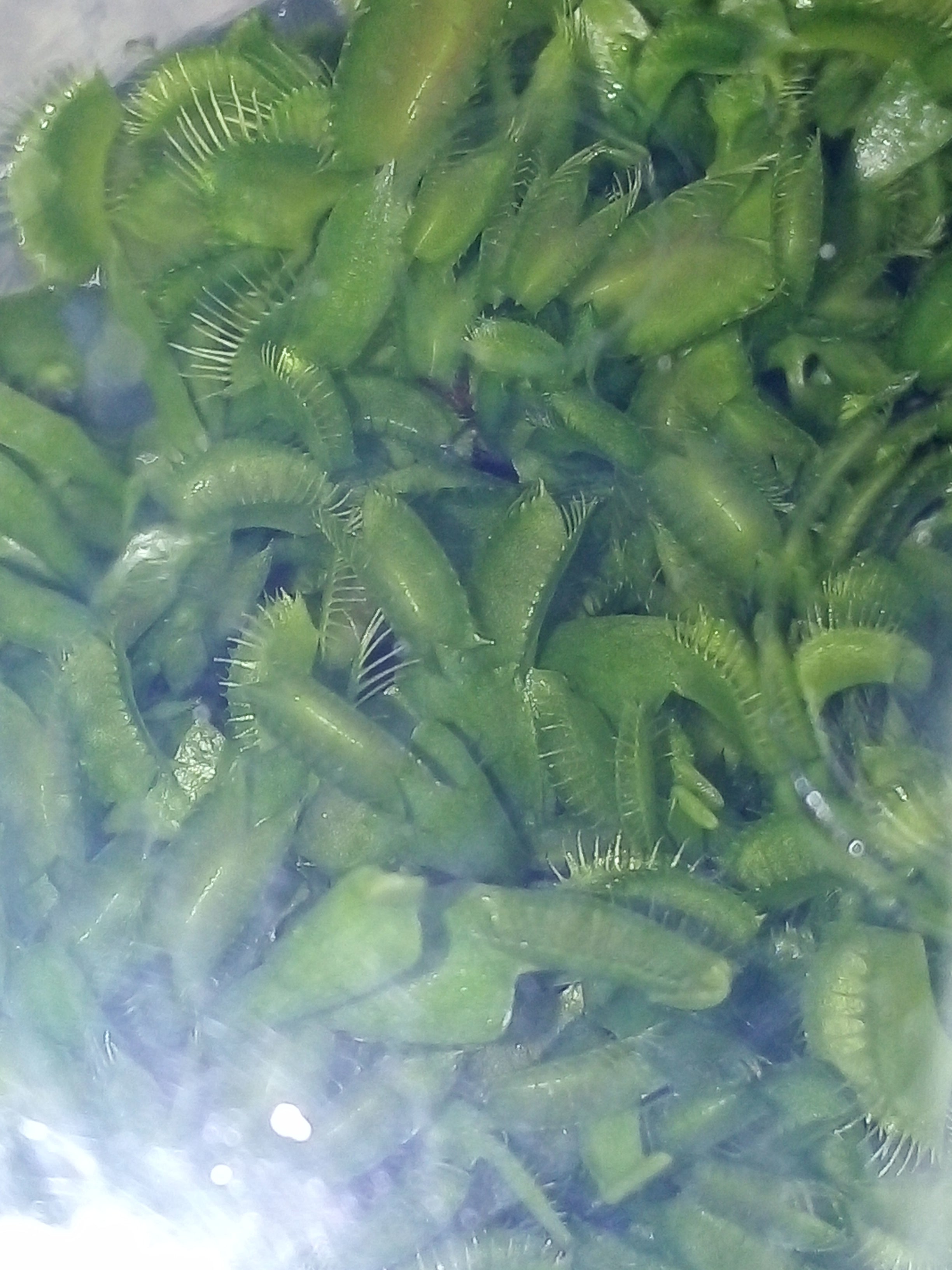 Flask Venus Fly Traps  (Dionaea muscipula)