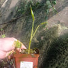 Typhonodorum lindletanum 