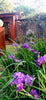 Purple Louisiana Iris seeds