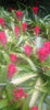 Bromeliad Bilbergia piramidalis 5 plants