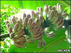 Seeds Lavender Banana Musa itinerans