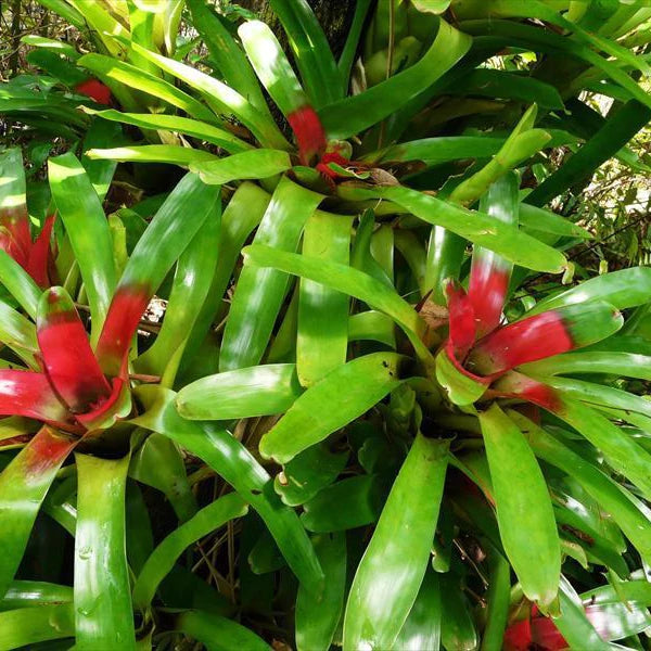 Bromeliad Neoregelia Compacta for 2 plants