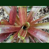 Bromeliad Neoregelia roseo-lineata