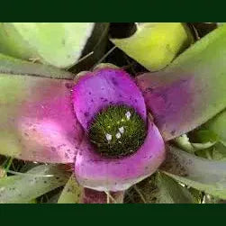 Bromeliad Plutonis cv Von Neoregelia Concentrica