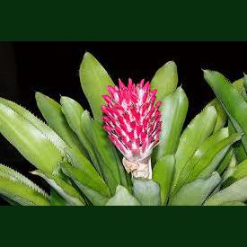 Bromeliad Quesnelia arvensis