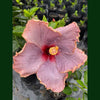 Hibiscus Silver Pearl