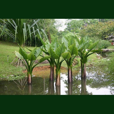 Typhonodorum lindletanum "Water Banana"