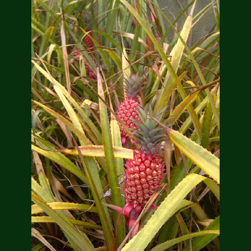 Bromeliad Pink Pineapple Annas bracteatus