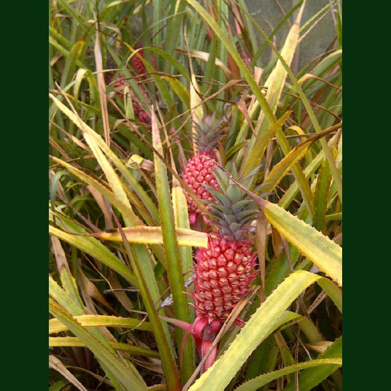 south african pineapple plant Bromeliad Pink Pineapple Annas bracteatus – Exotic Flora