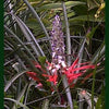 Seed Bromeliad Pinguin (Devil Bromeliad)