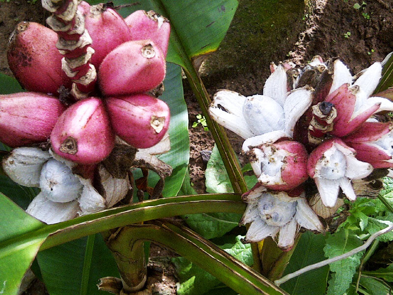 Seed Musa velutina Pink Banana