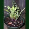 Bromeliad Aechmea recurvata var. Benrathii