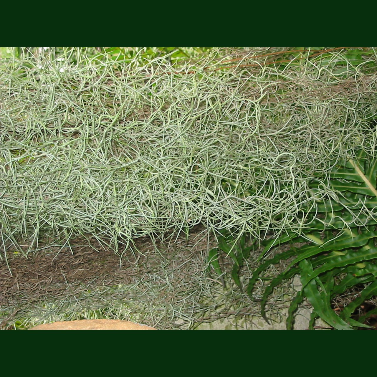 Tillandsia usneoides 'Spanish Moss or Grandfathers Beard TypeA