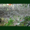 Tillandsia usneoides 'Spanish Moss or Grandfathers Beard Type B Flowering